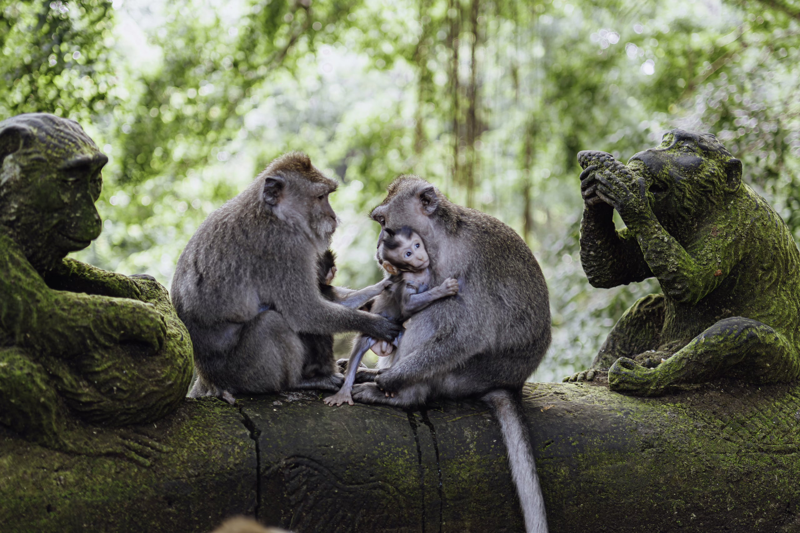 Ubud Monkey Family